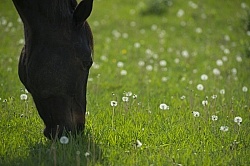 Horses Out on Pasture