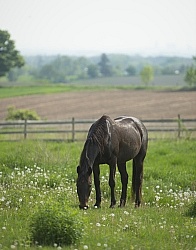 Horses Out on Pasture