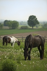 Horses Out on Pasture