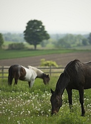Horses Out on Pasture