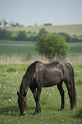 Horses Out on Pasture