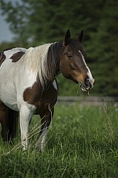 Horses Out on Pasture