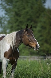 Horses Out on Pasture