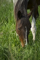 Horses Out on Pasture