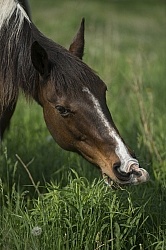Horses Out on Pasture