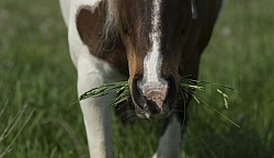 Horses Out on Pasture