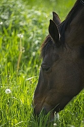 Horses Out on Pasture