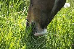 Horses Out on Pasture