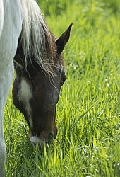 Horses Out on Pasture