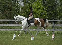 Paint Schooling English at Trot