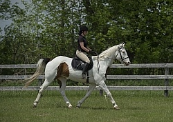 Paint Schooling English at Trot