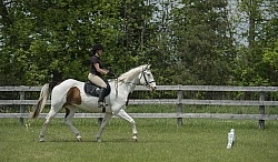 Paint Schooling Trotting Poles