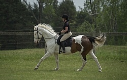Paint Schooling English Canter
