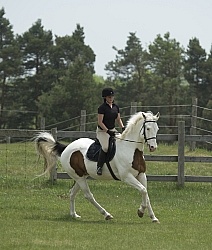 Paint Schooling English Canter