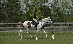 Paint Schooling Trotting Poles
