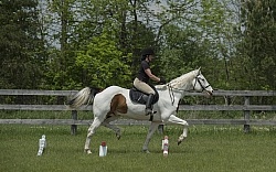 Paint Schooling Trotting Poles