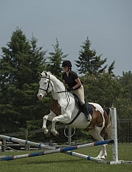 Paint Schooling Over Fences