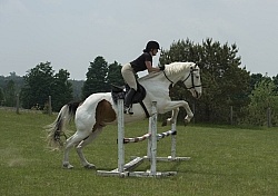 Paint Schooling Over Fences