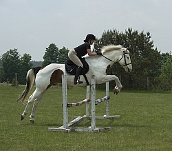 Paint Schooling Over Fences