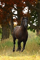 Curly Horse Stallion Free Running