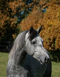 Connemara Gelding Portrait, Century Hill s Hazy Westleigh