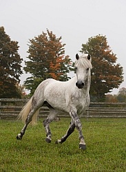 Connemara Stallion Free Runninhg Vertical  Kippure Cara, Century