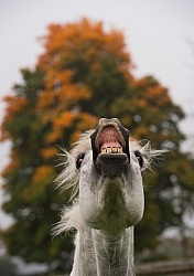 Connemara Stallion Portrait, Kippure Cara, Century Hill Farm