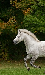 Connemara Stallion Free Running Vertical, Kippure Cara, Century