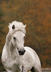 Connemara Stallion Free Running Vertical, Kippure Cara, Century