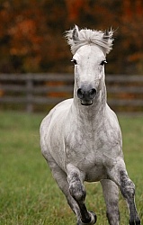Connemara Stallion Free Running Vertical, Kippure Cara, Century