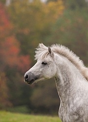 Connemara Stallion FPortriat, Kippure Cara, Century Hill Farm