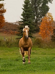 Connemara Stallion Free Running Vertical