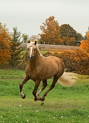 Connemara Stallion Free Running Vertical