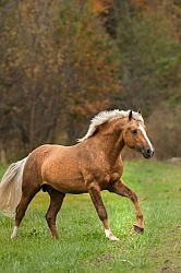 Connemara Stallion Free Running Vertical
