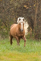 Connemara Stallion Free Running Vertical