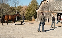 Vet and Farrier Consult