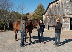 Vet and Farrier Consult
