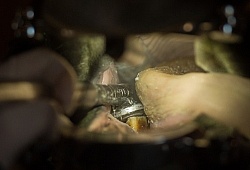 Equine Dentistry - Teeth Flaoting