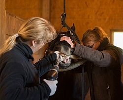 Equine Dentistry - Teeth Flaoting