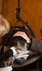 Equine Dentistry - Teeth Flaoting