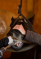 Equine Dentistry - Teeth Flaoting