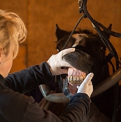 Vet Checking Teeth