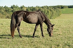 Senior Horse