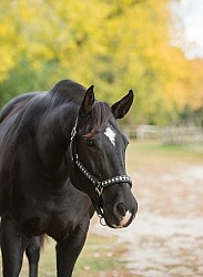 Quarter Horse Portrait