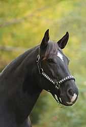 Quarter Horse Portrait