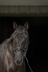 Hanoverian Portrait
