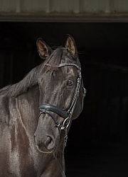 Hanoverian Portrait