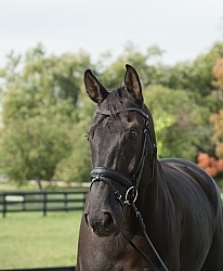 Hanoverian Portrait