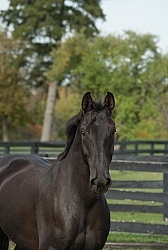 Hanoverian Portrait
