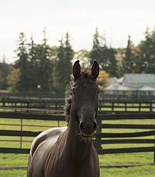 Hanoverian Portrait